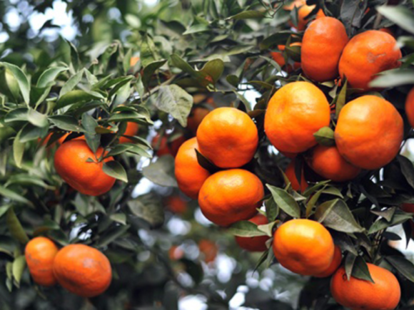 Top 8 loại cam ngon nhất đất Việt