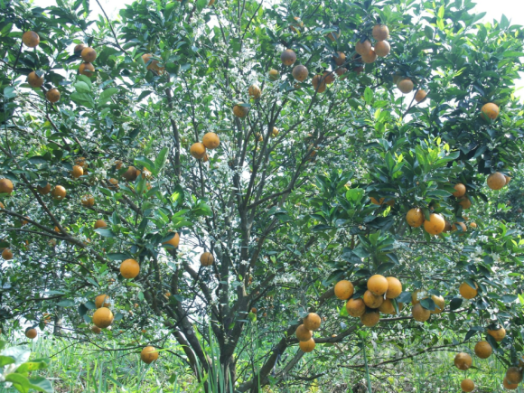 Loại cam có tên “nữ hoàng” ở Hòa Bình, bên trong nhiều nước, ăn vào ngọt lịm, có bao nhiêu thương lái cũng mua hết
