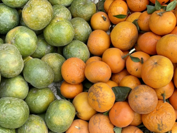 Loại cam Việt rẻ hơn quýt sim bán đầy thị trường giá chưa đến chục nghìn đồng/kg