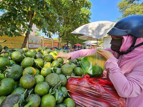 Cam sành được “giải cứu” tại TP HCM