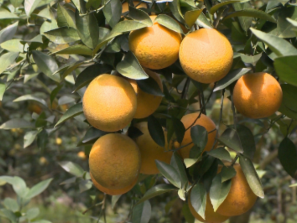 4 loại cam đặc biệt chỉ có ở xứ Nghệ