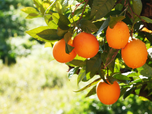 Cam Cao Phong ngọt trái, sai quả nhờ Phân bón Văn Điển