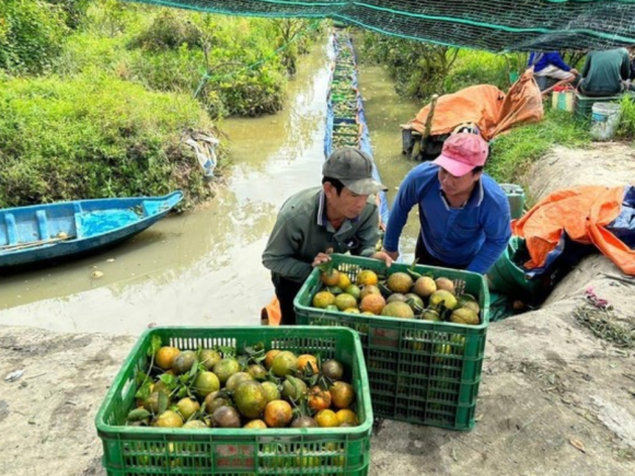 ‘Giải cứu’ hàng trăm tấn cam sành của nông dân Vĩnh Long