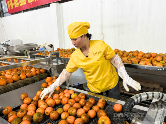 Một hợp tác xã ở Hòa Bình, biến quả cam Cao Phong thành mứt cam, trà detox rất tốt cho sức khỏe